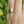 Load and play video in Gallery viewer, The Antique 1915 9ct Gold Shield Signet Ring